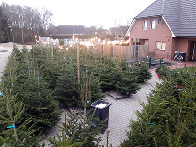 afbeelding van Kerstboom Paradijs