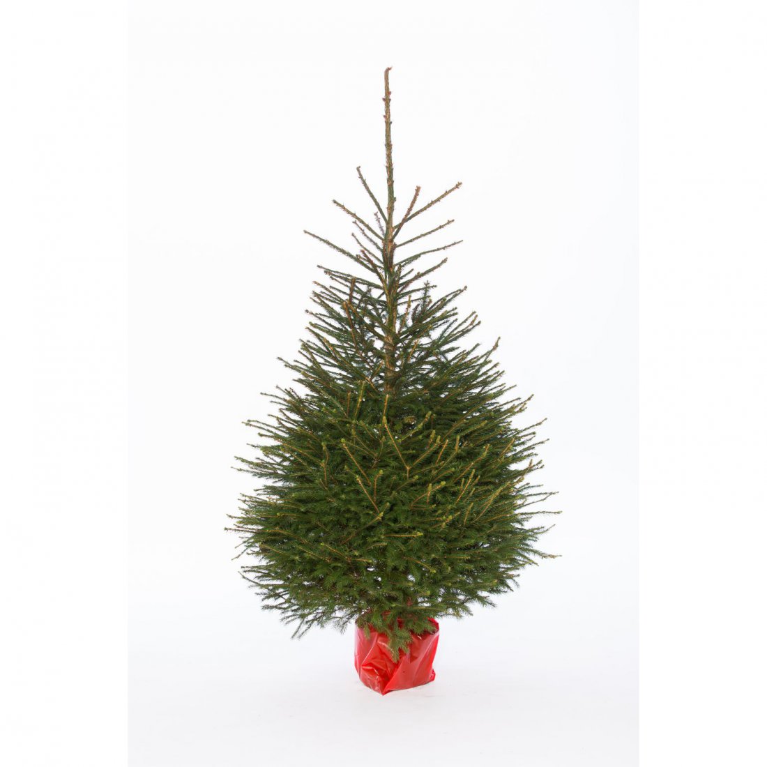 Modernisering Speciaal Kers Echte kerstboom online kopen en thuisbezorgd! Nordmann enz.
