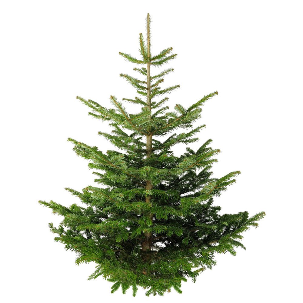 constant na school slank Echte Nordmann kerstboom kopen tussen de 100 en 150 cm.