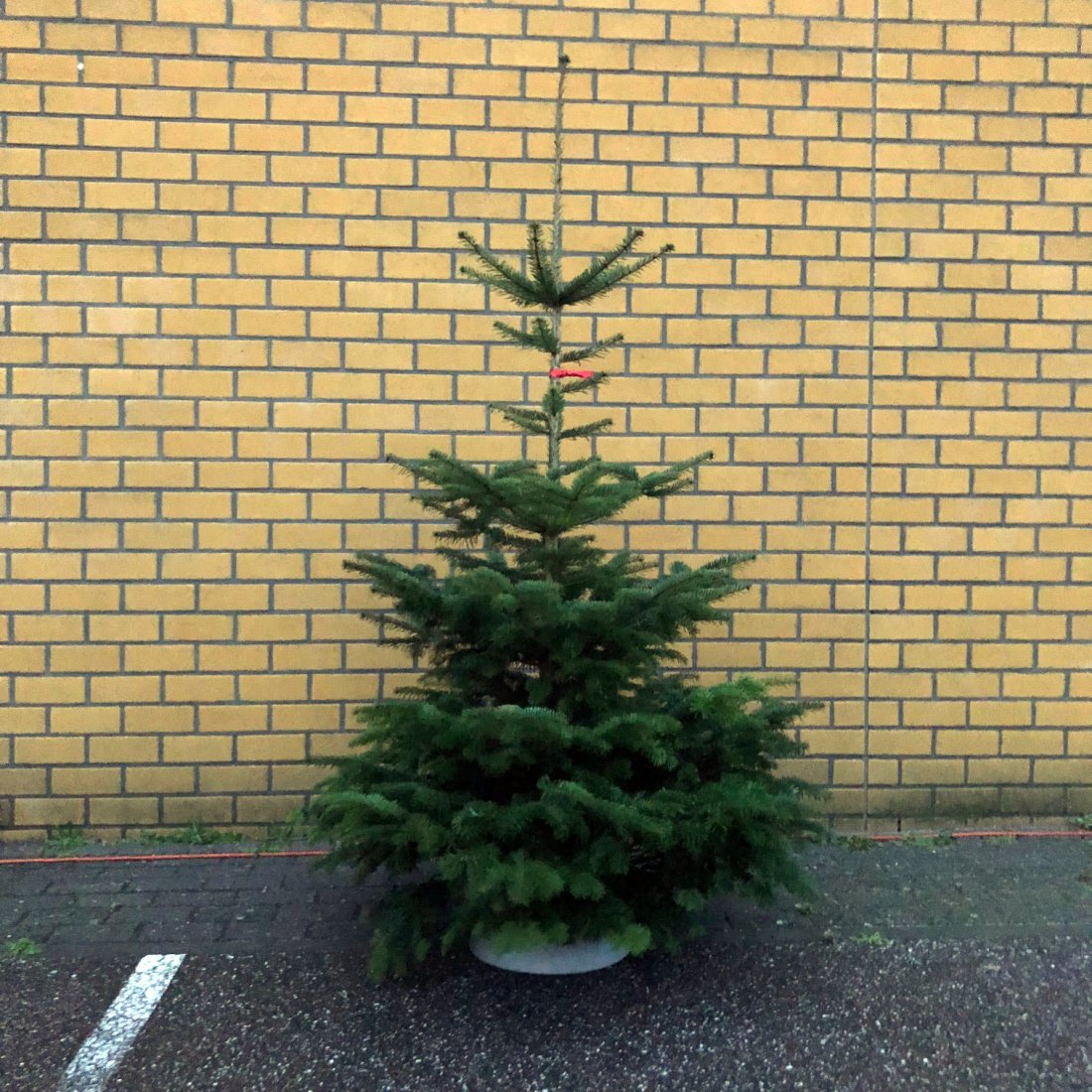 Echte Normann kerstboom van 250-300 cm kopen