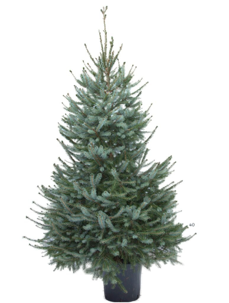 Afbeelding van Picea Omorika - Servische Spar in pot 80-100