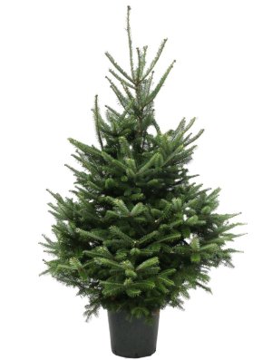 Afbeelding van Fraseri in pot - 150-175