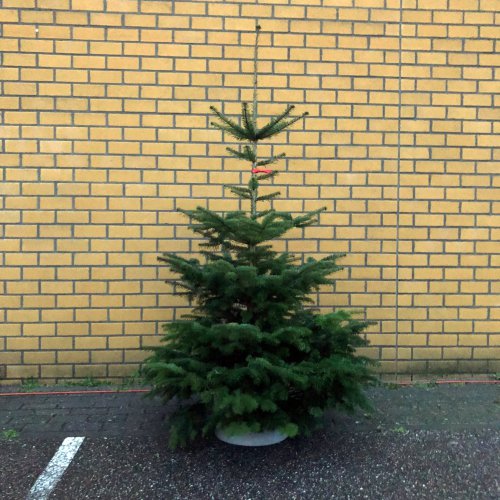 Afbeelding van Nordmann gezaagd - 220-260 cm